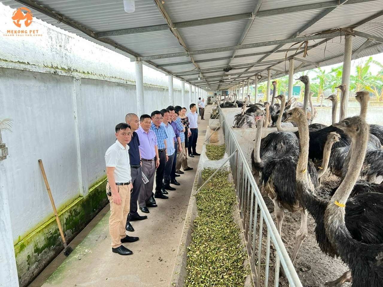 Đà điểu trưởng thành được dùng để bán làm giống và khai thác thịt